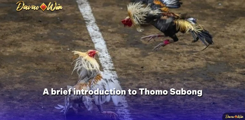 A brief introduction to Thomo Sabong