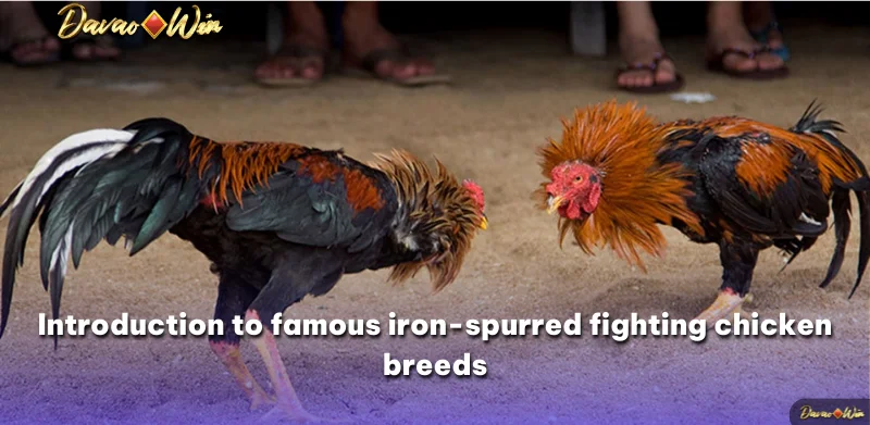 Introduction to famous iron-spurred fighting chicken breeds