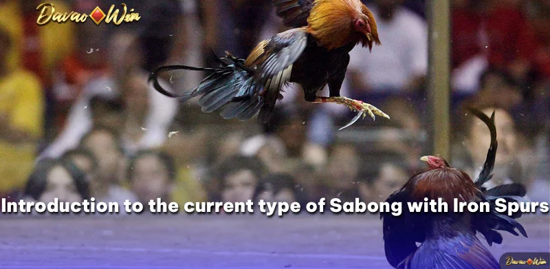 Introduction to the current type of Sabong with Iron Spurs