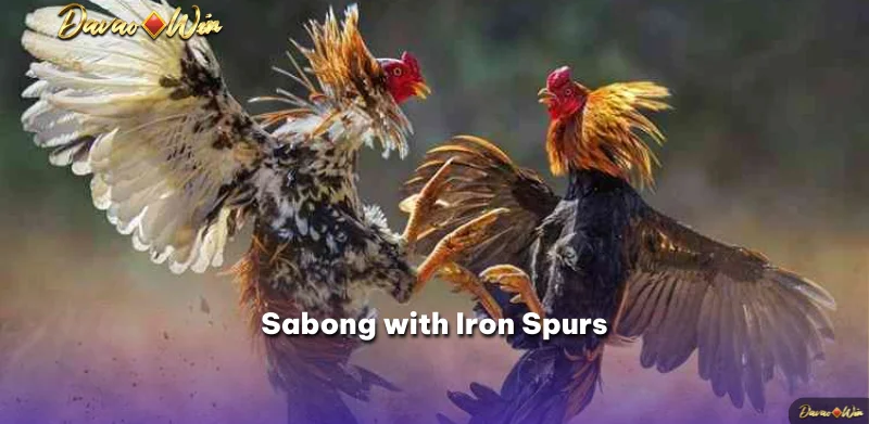 Sabong with Iron Spurs